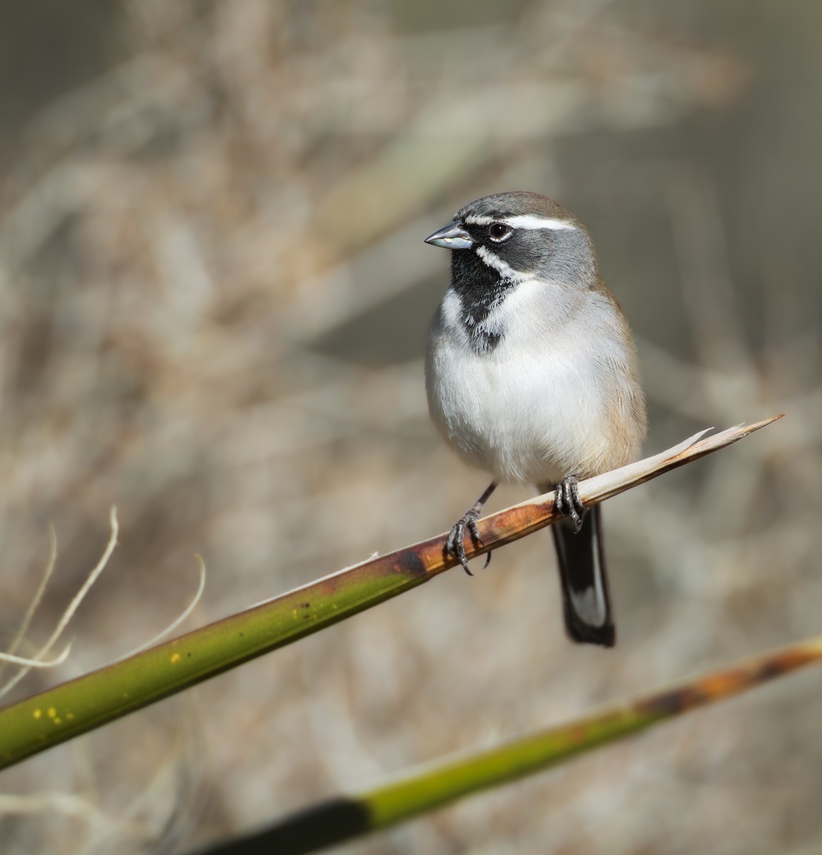 Black-throated Sparrow - ML647234231