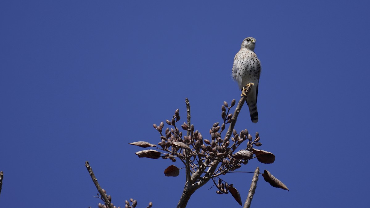 Malagasy Kestrel - ML647234232
