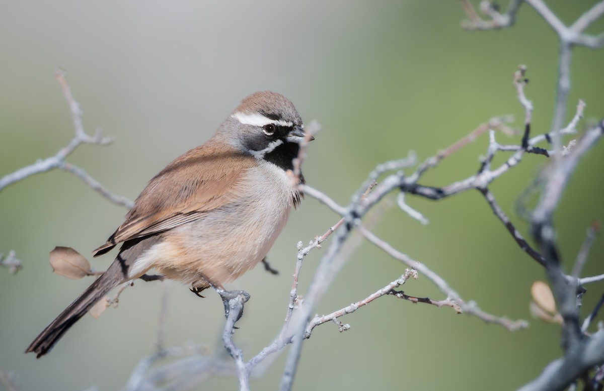 Black-throated Sparrow - ML647234244