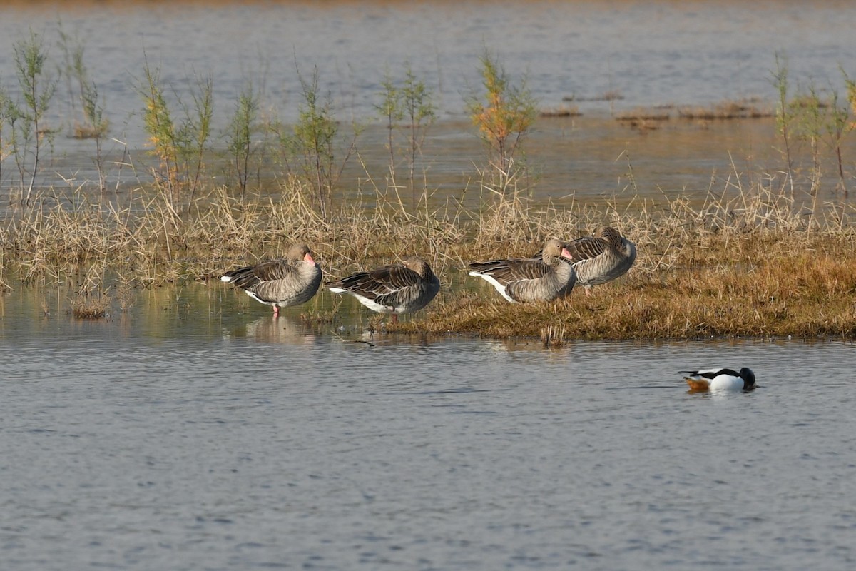 husa velká - ML647234251