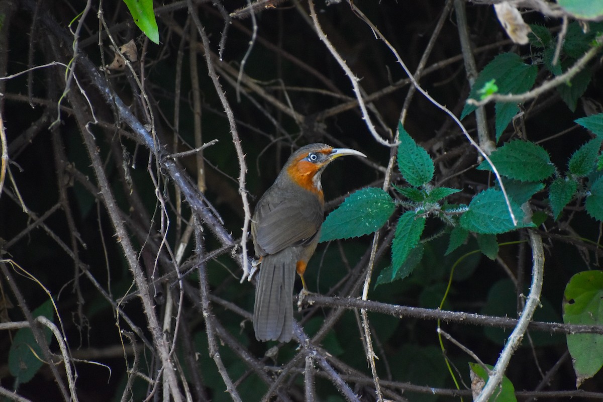 ホオアカマルハシ - ML647234265
