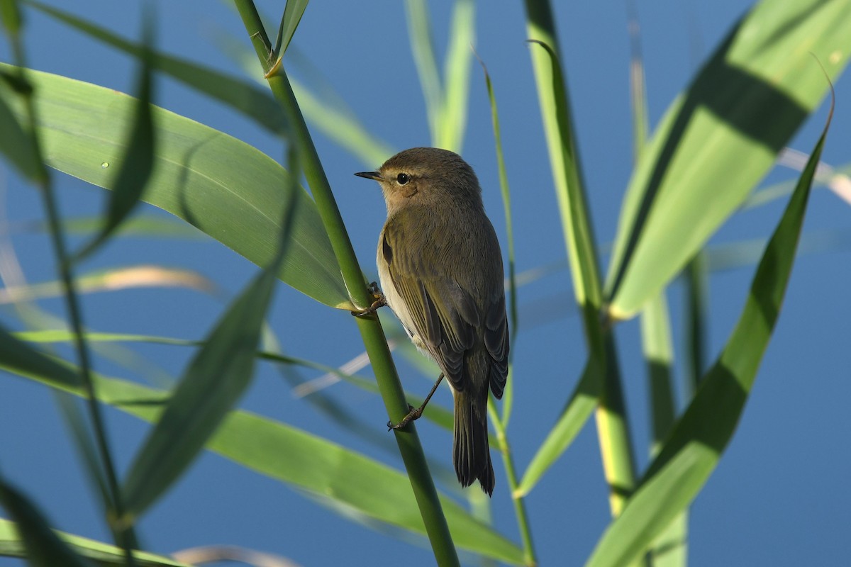 Common Chiffchaff - ML647234267