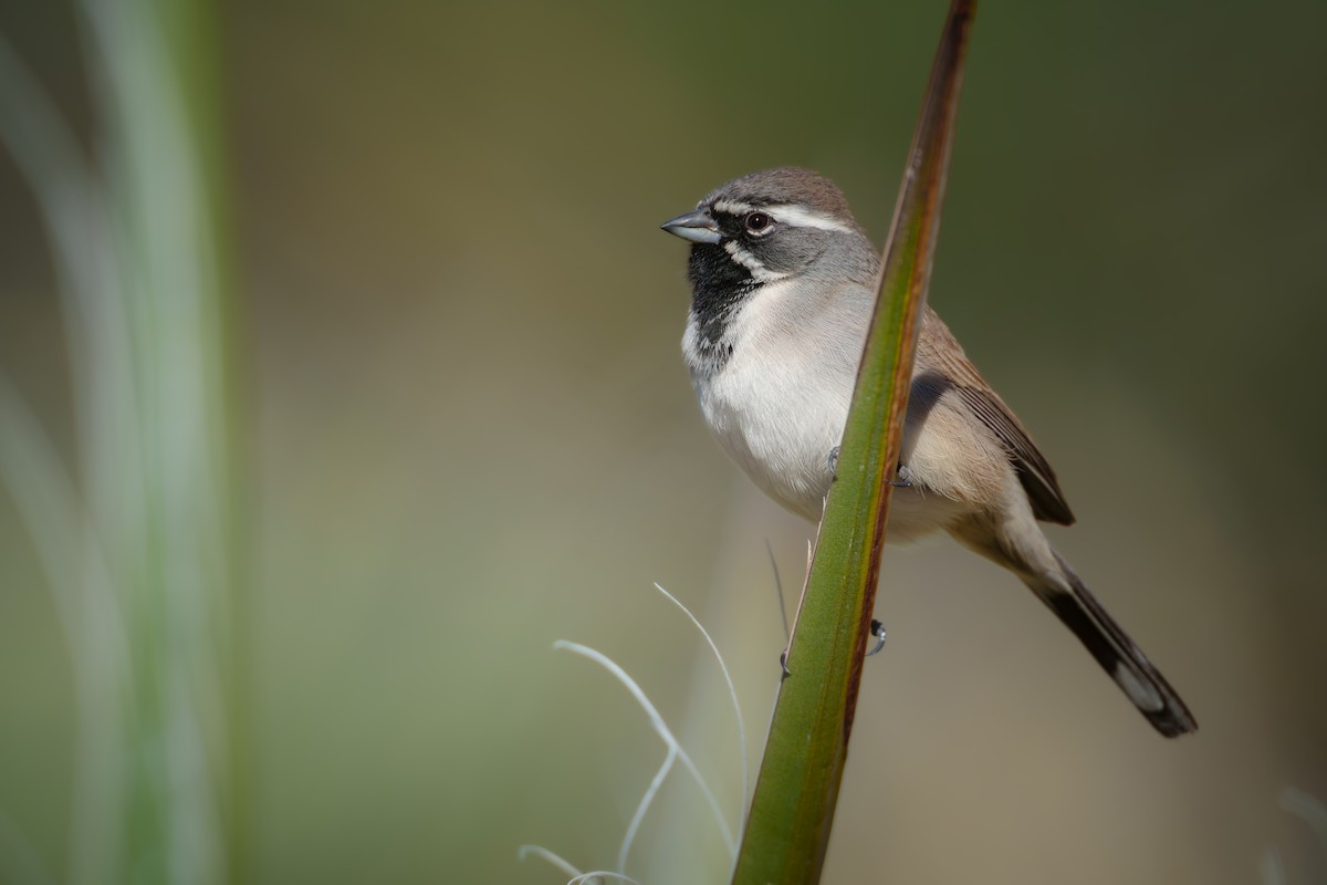 Black-throated Sparrow - ML647234268