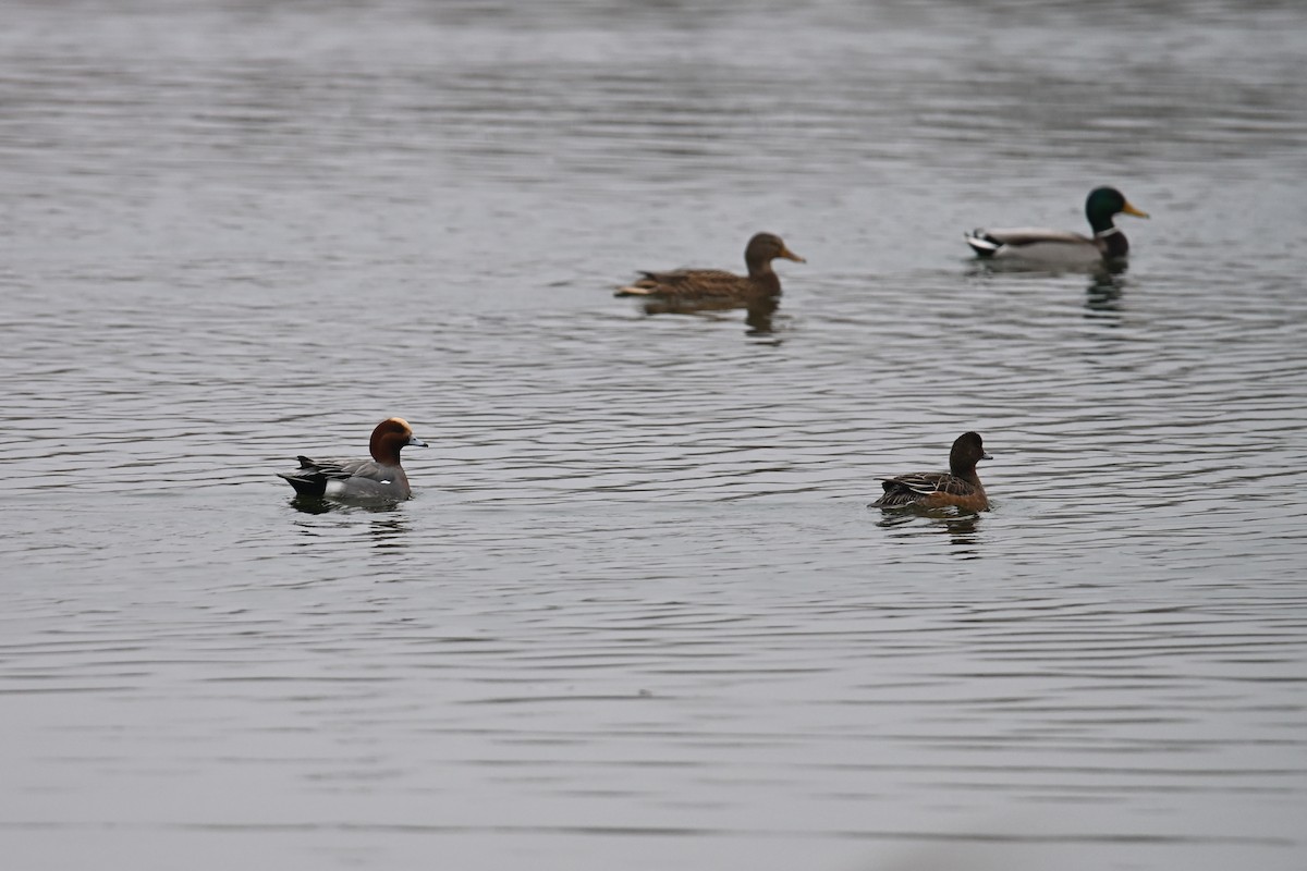 ヒドリガモ - ML647234292