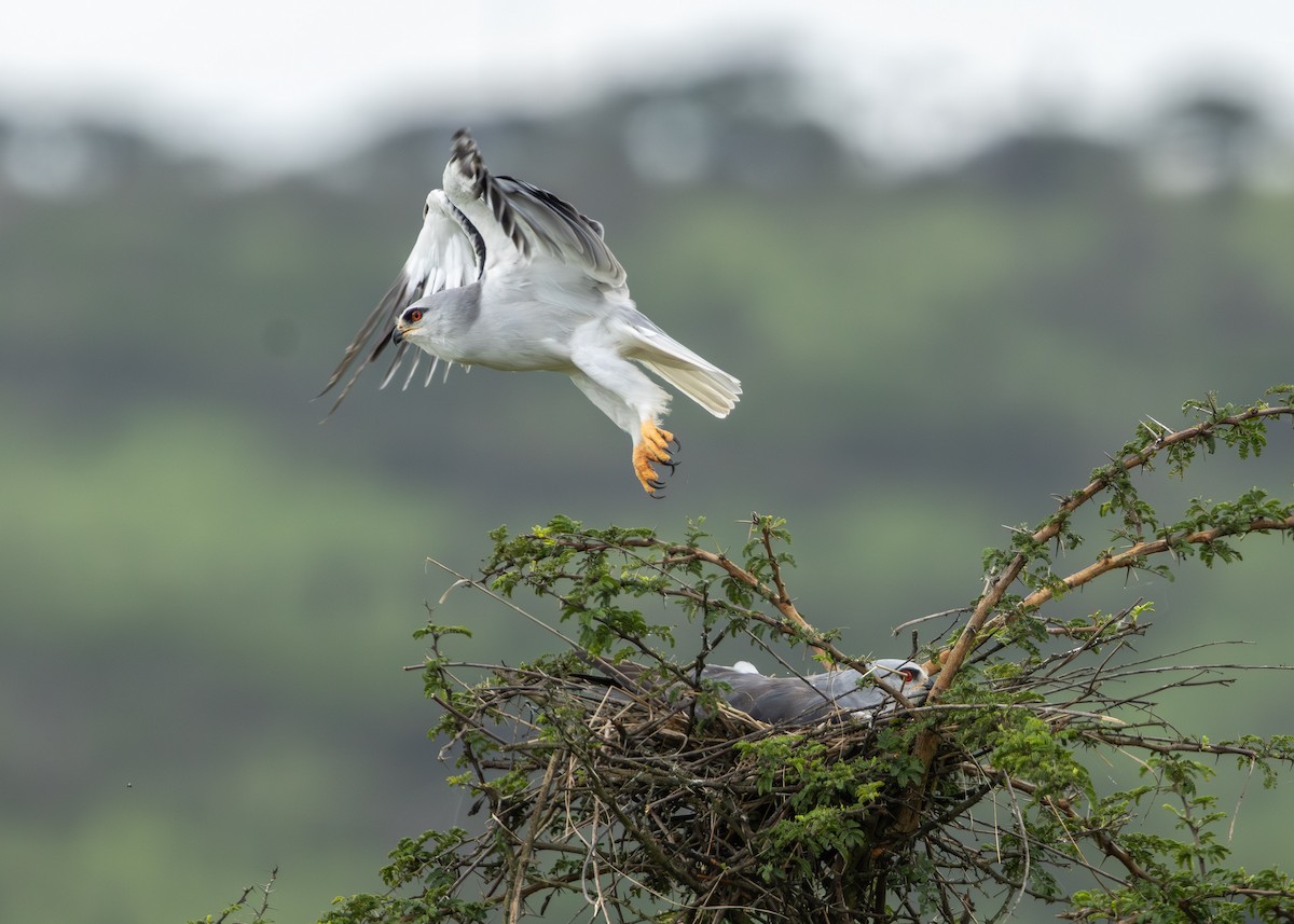 カタグロトビ - ML647234294