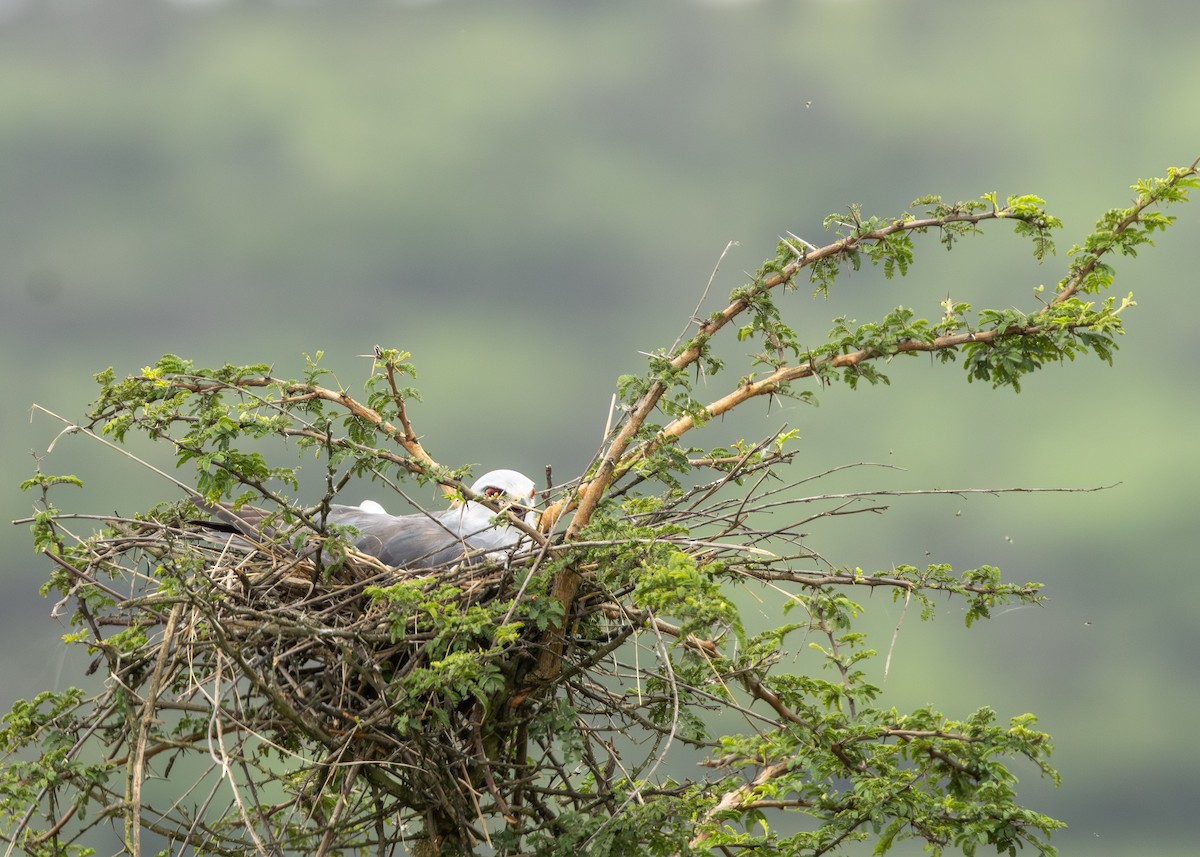 カタグロトビ - ML647234295
