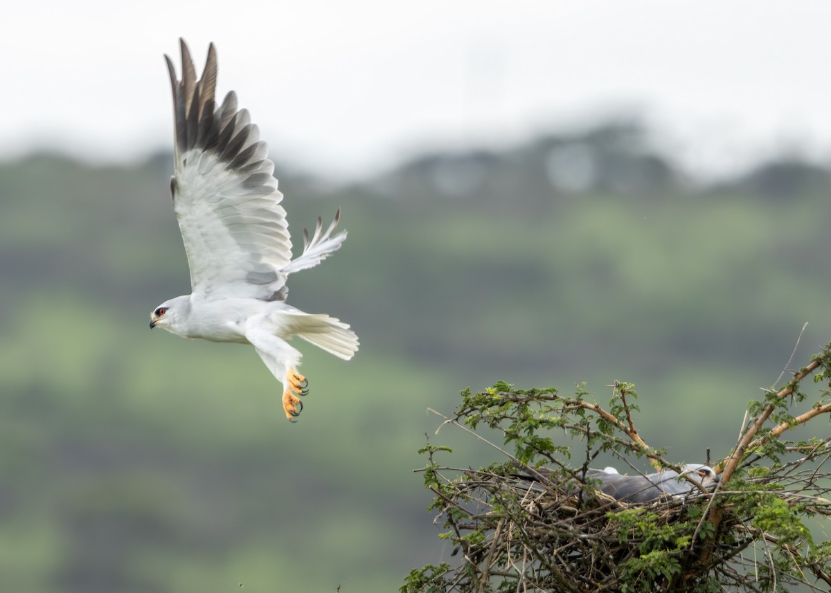 カタグロトビ - ML647234296