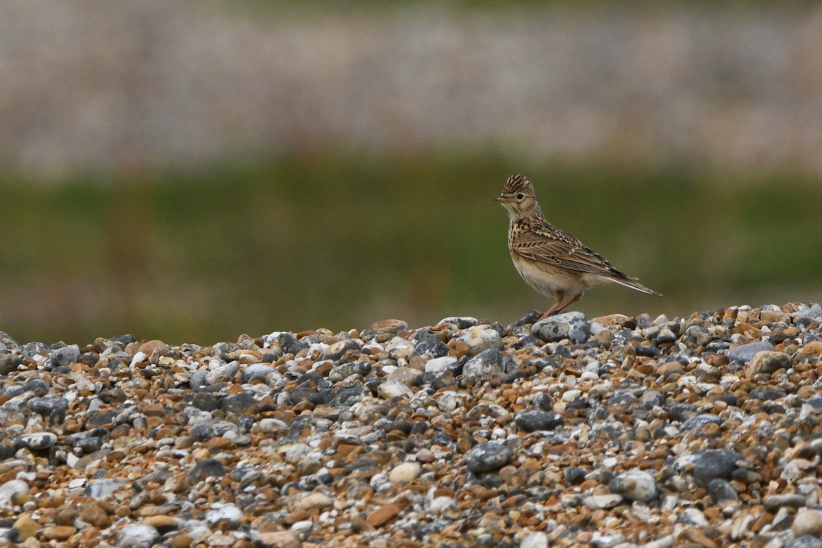 ヒバリ - ML647234308