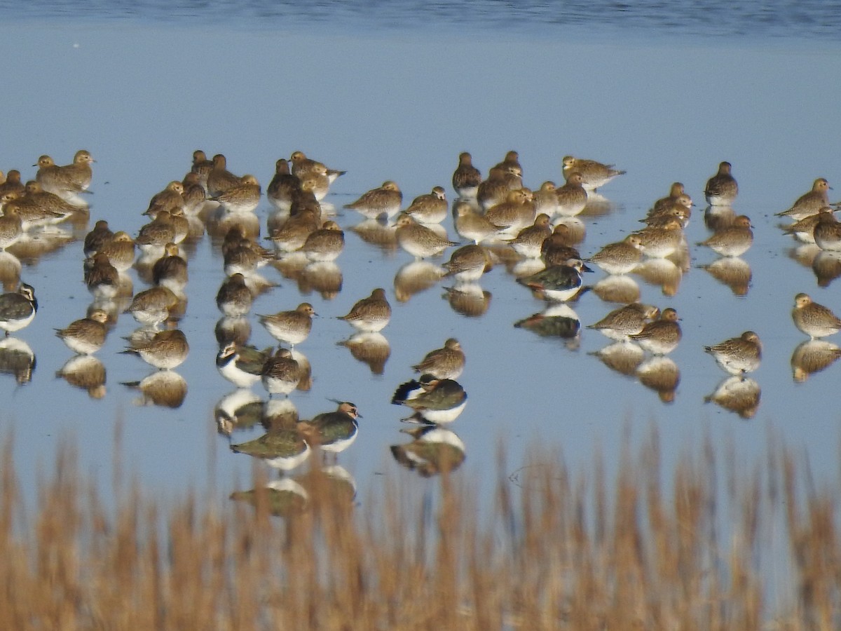 ヨーロッパムナグロ - ML647234309