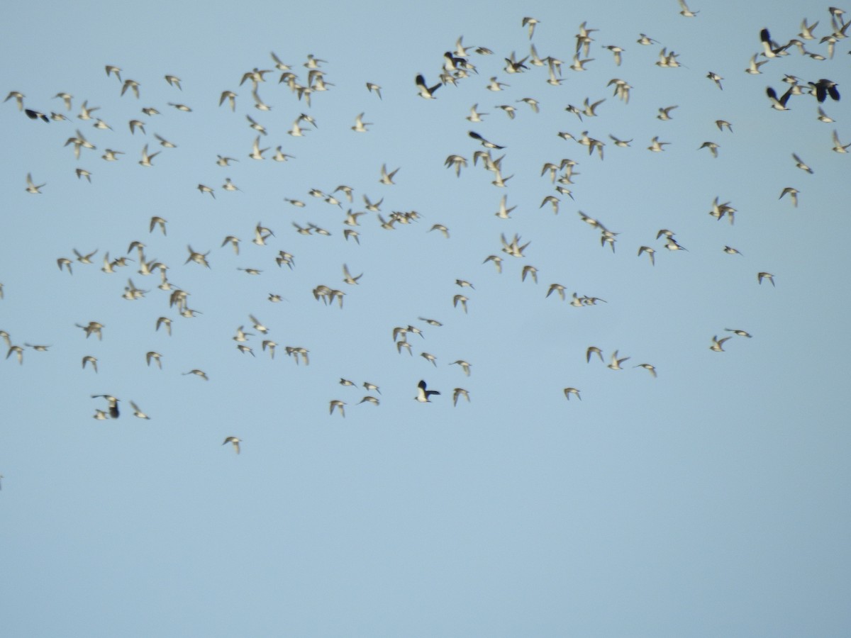 ヨーロッパムナグロ - ML647234310