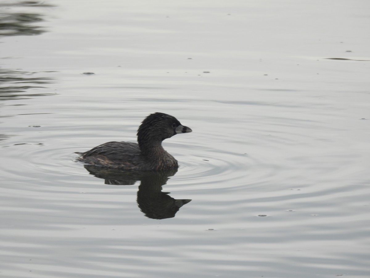 オビハシカイツブリ - ML647234311