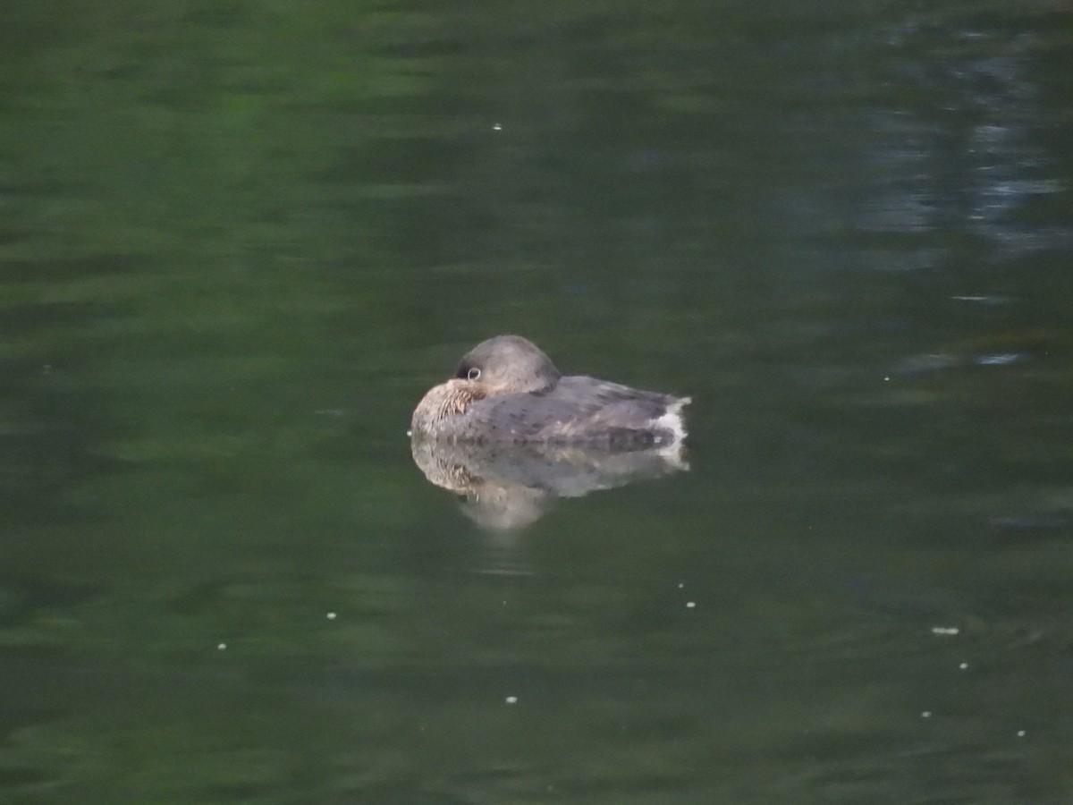 オビハシカイツブリ - ML647234312