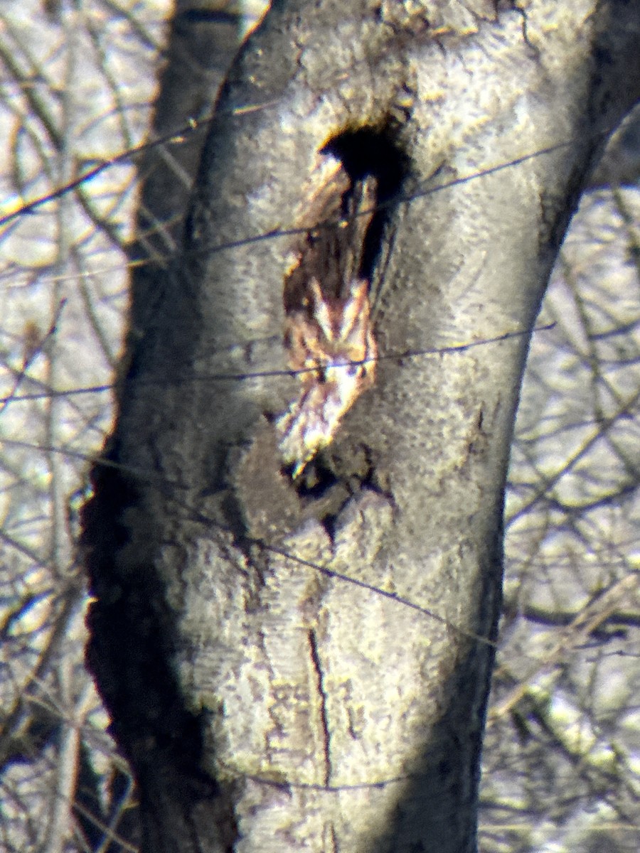 ヒガシアメリカオオコノハズク - ML647234314