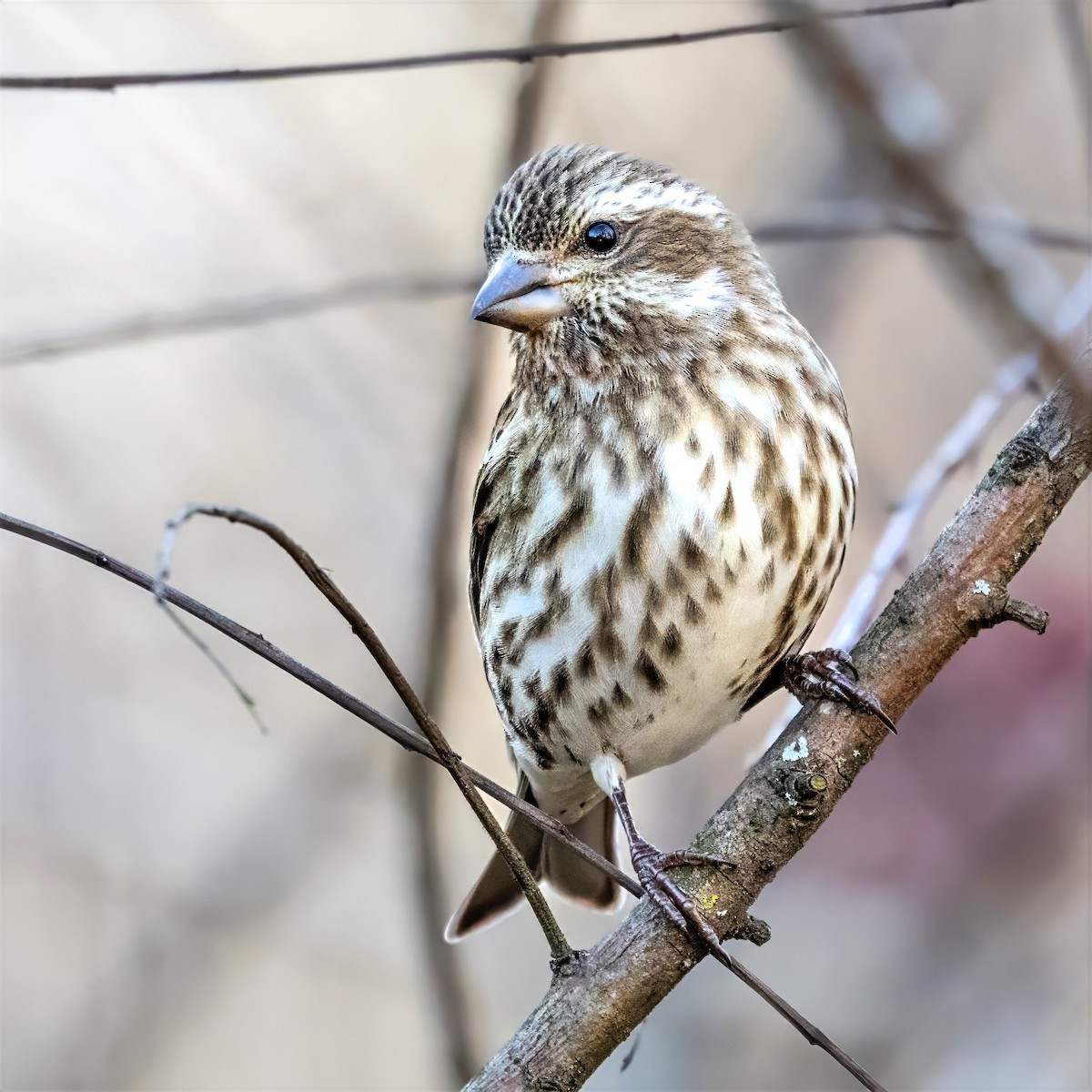 ムラサキマシコ - ML647234316