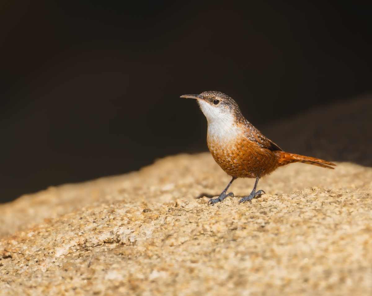 ムナジロミソサザイ - ML647234317