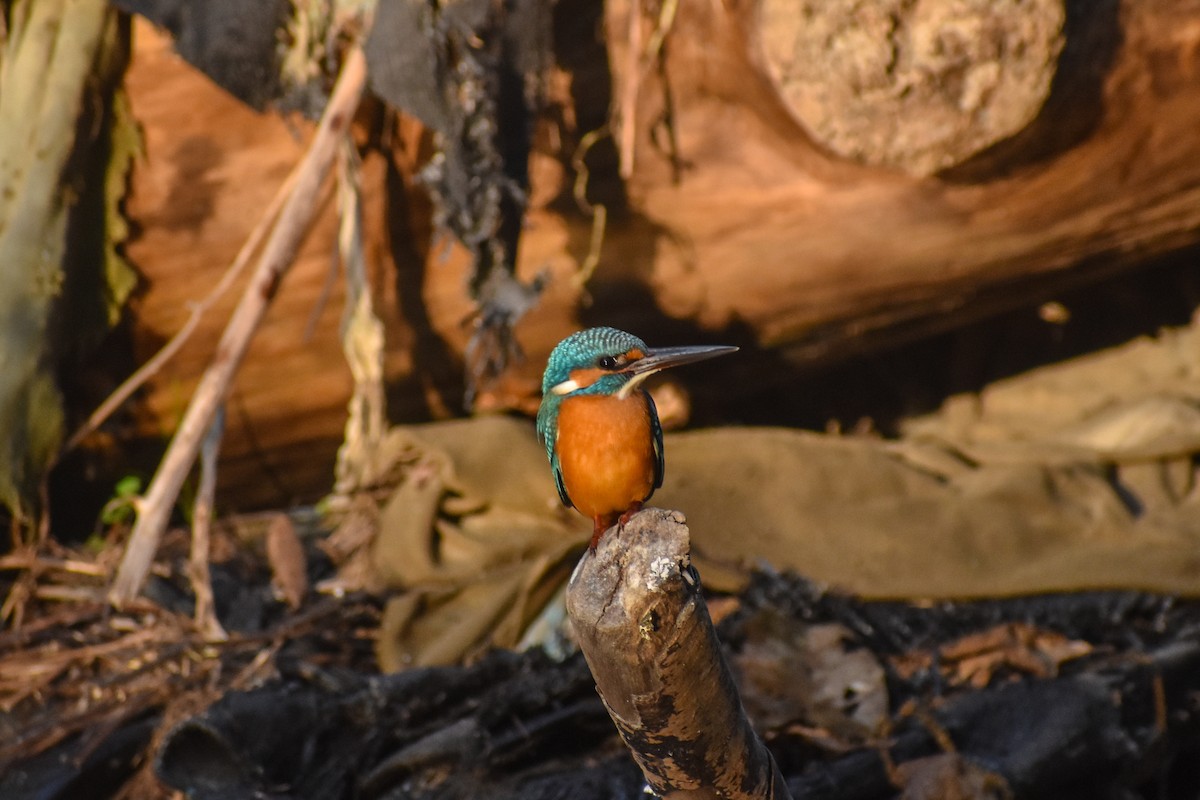 カワセミ - ML647234318