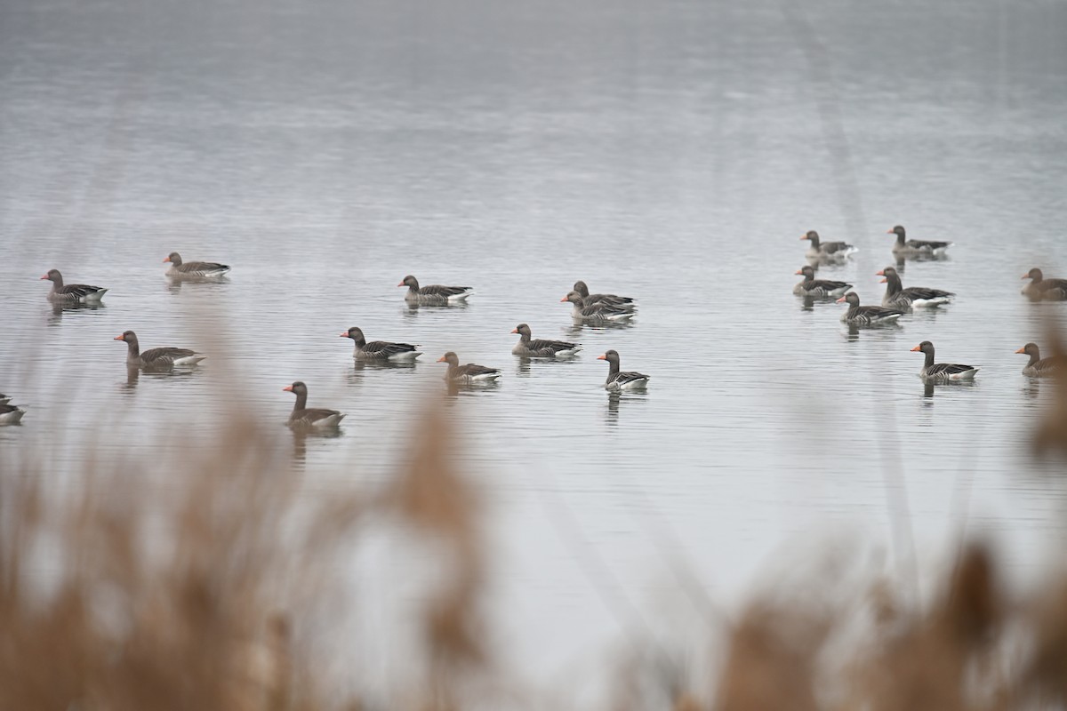 ハイイロガン - ML647234319