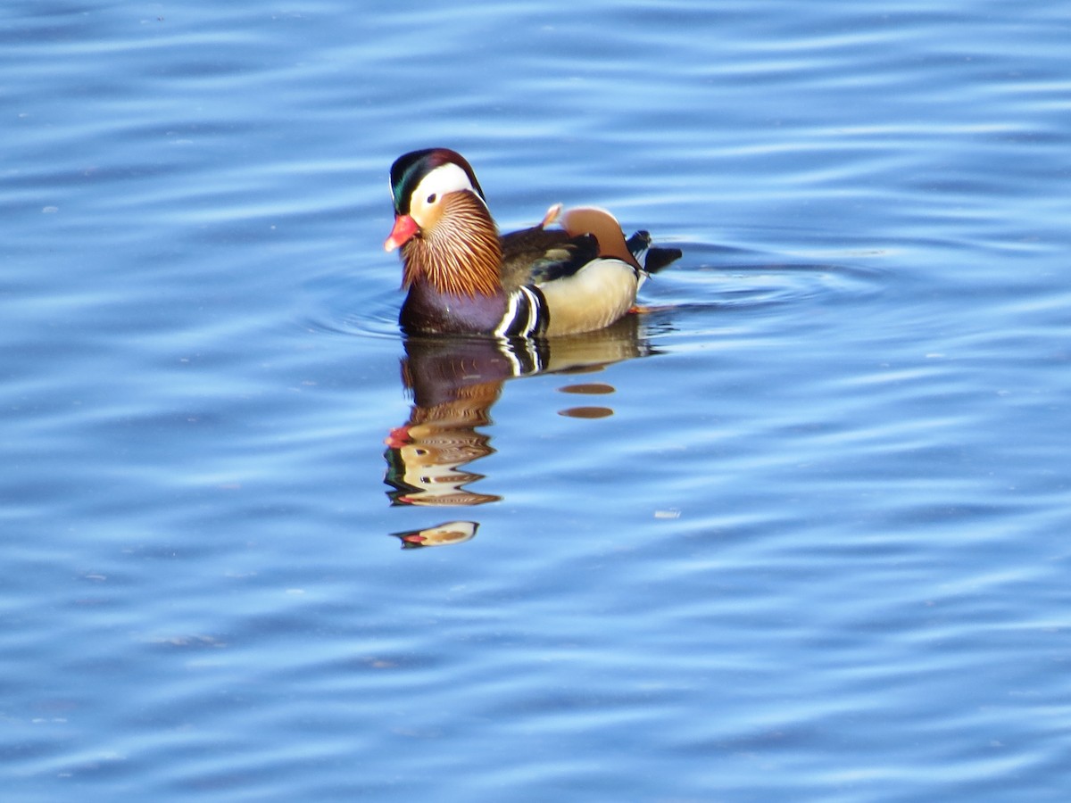 Mandarin Duck - ML647234320