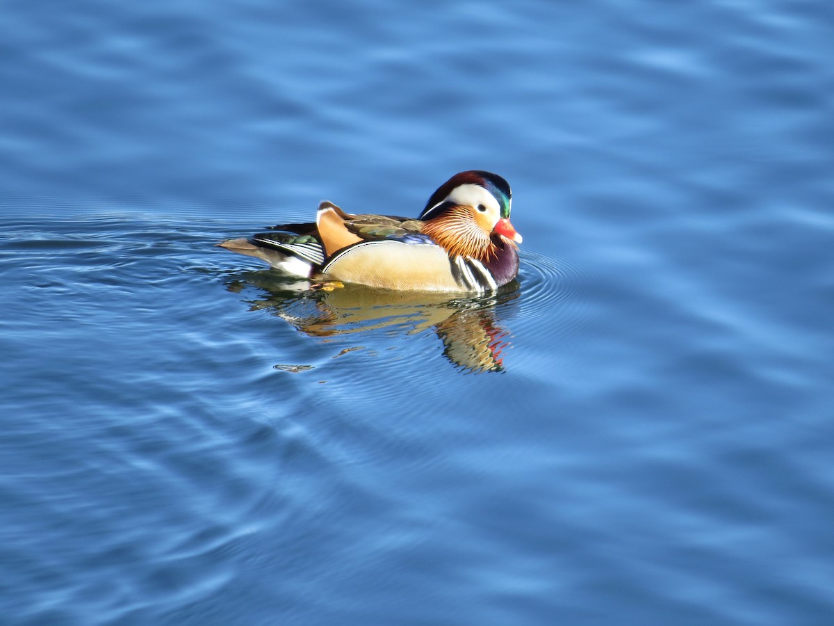 Mandarin Duck - ML647234321