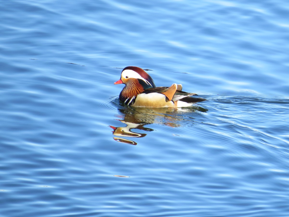 Mandarin Duck - ML647234322