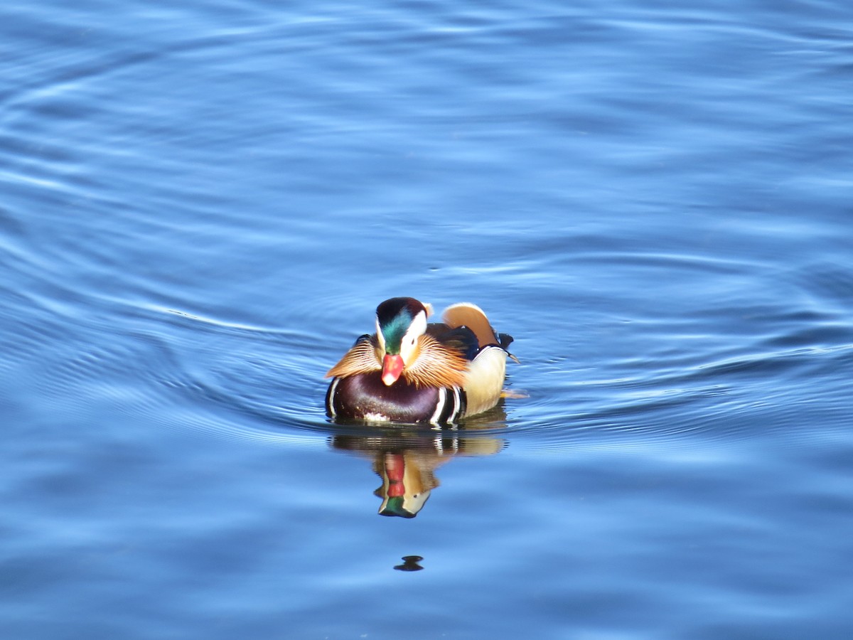 Mandarin Duck - ML647234323