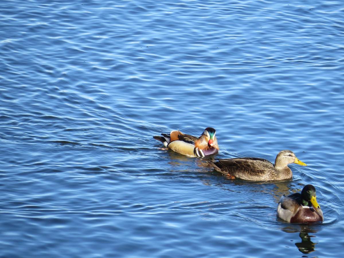 Mandarin Duck - ML647234324