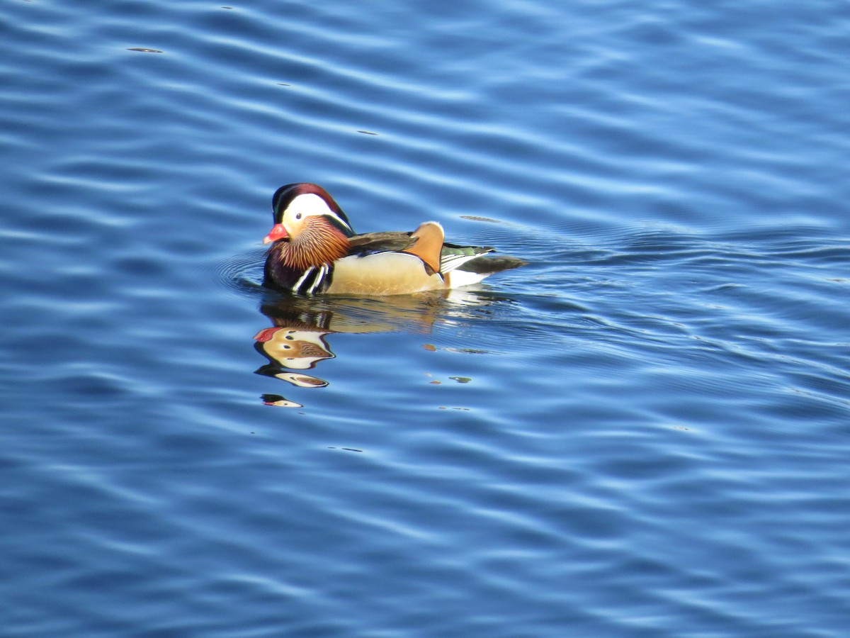 Mandarin Duck - ML647234325