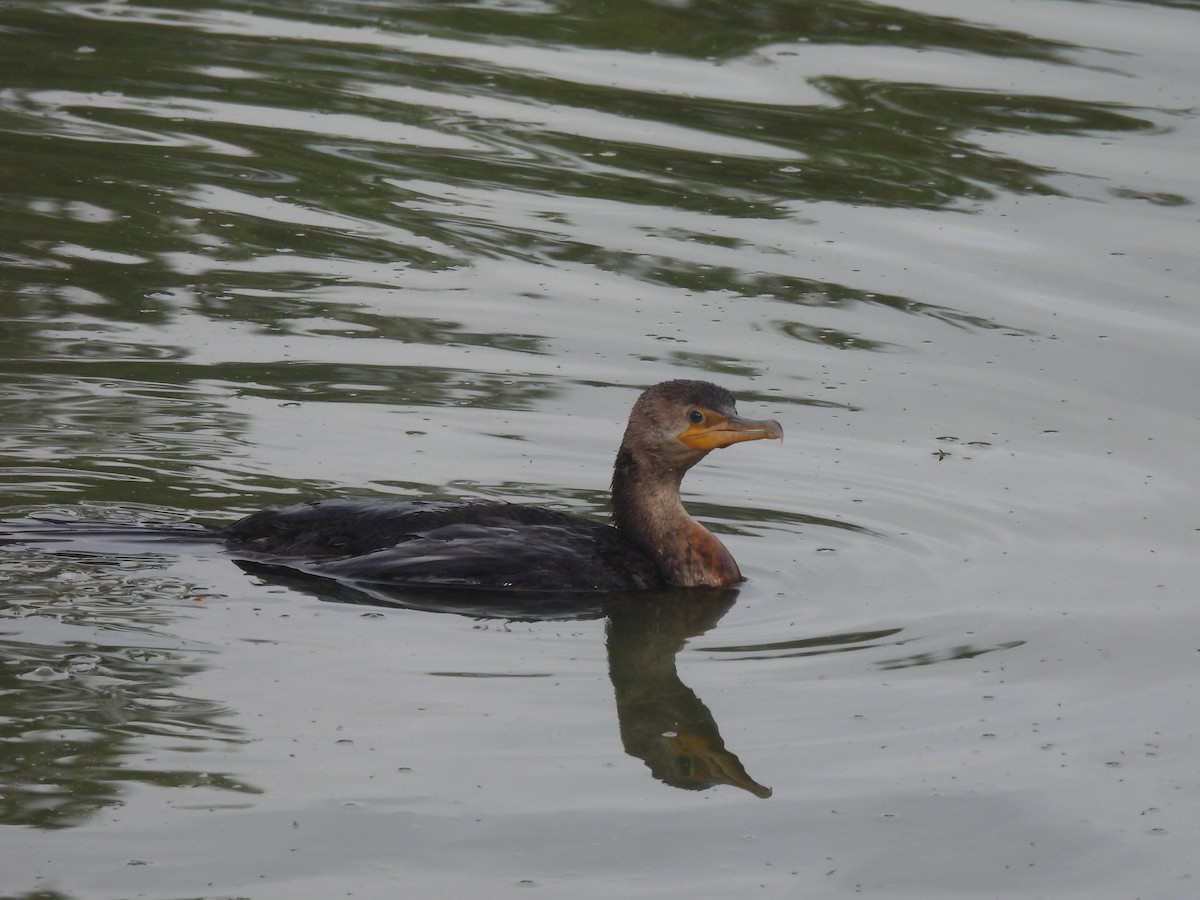 ナンベイヒメウ - ML647234326