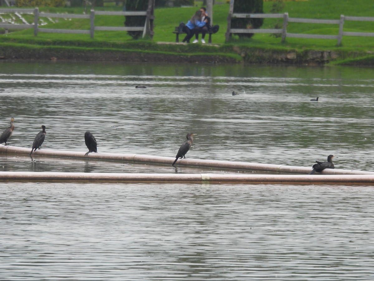 ナンベイヒメウ - ML647234327