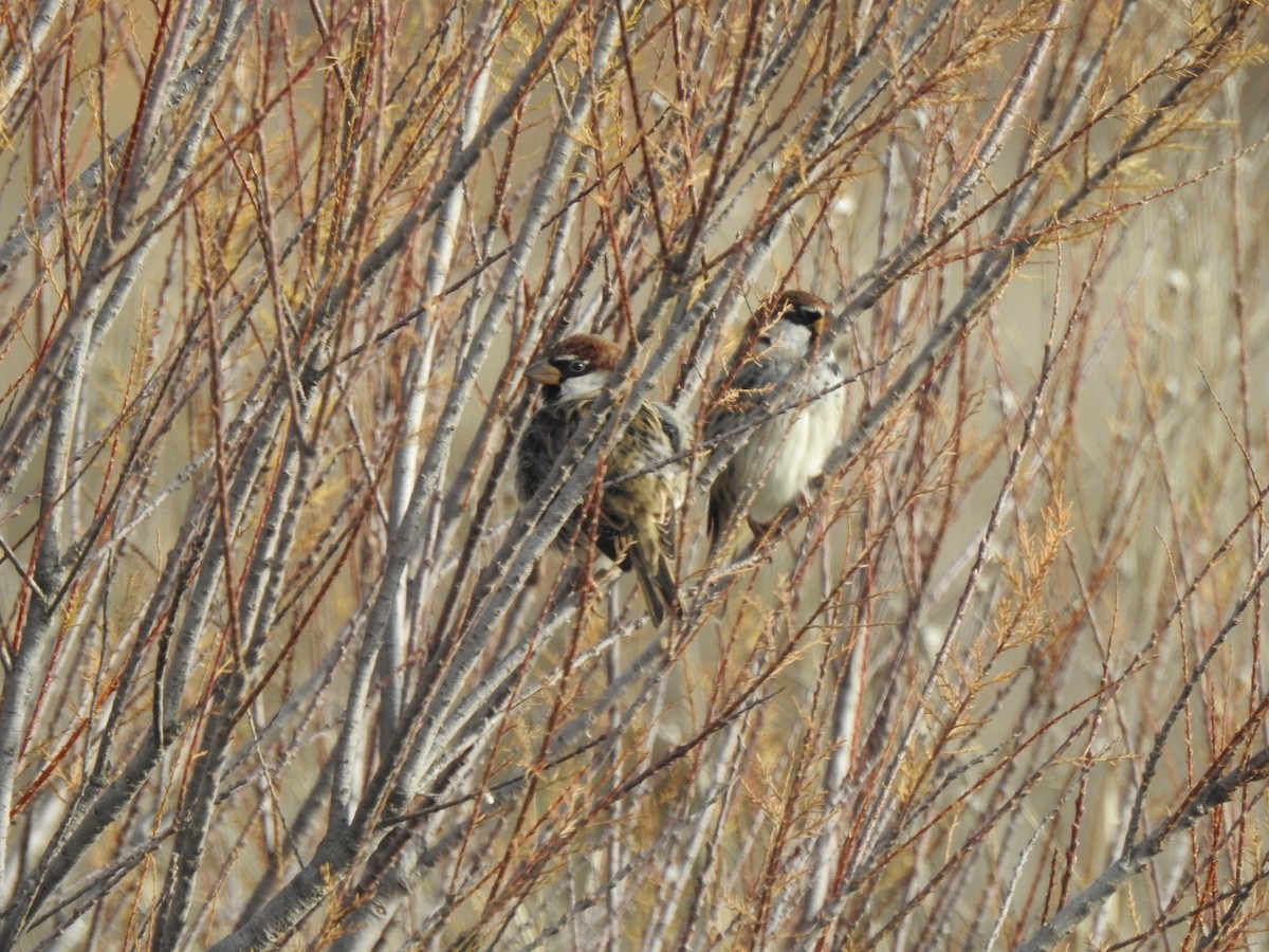 スペインスズメ - ML647234328