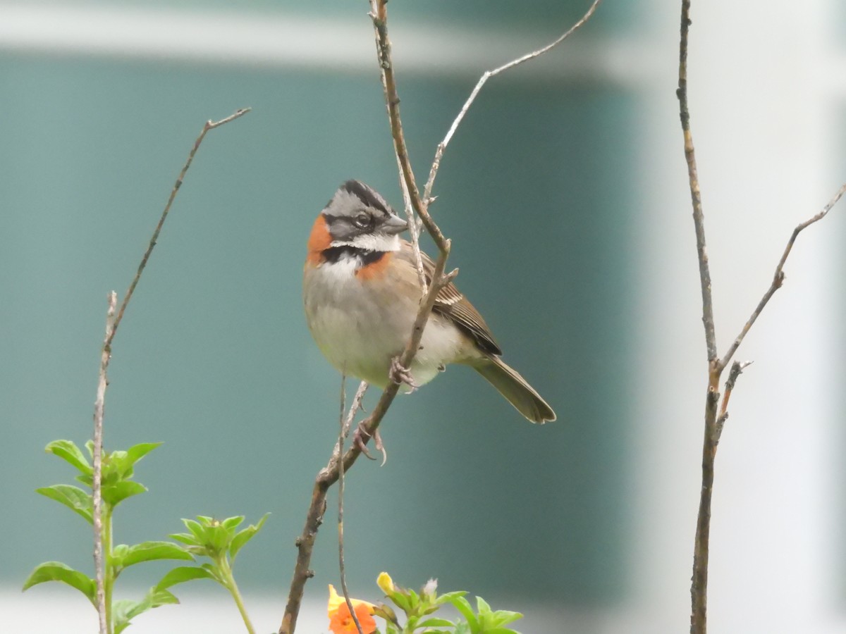 アカエリシトド - ML647234329