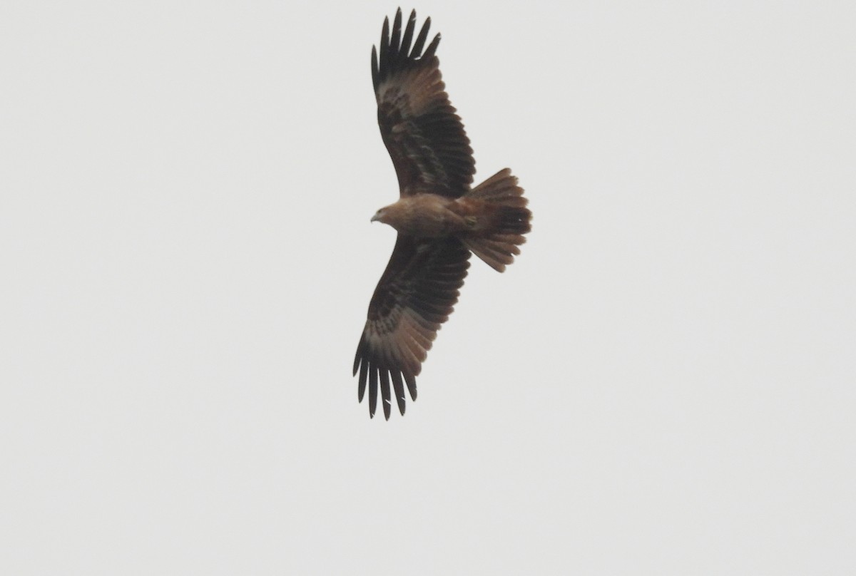 シロガシラトビ - ML647234331