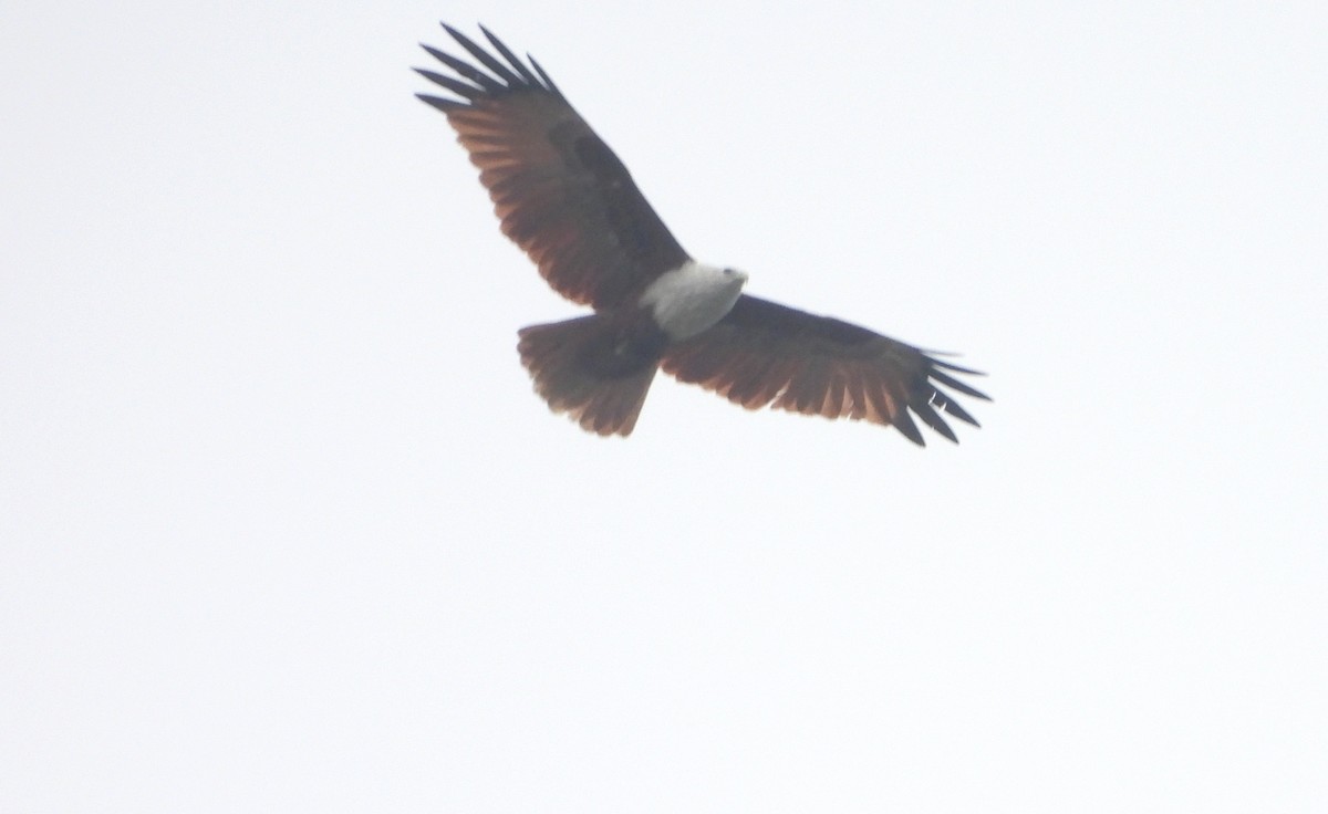 シロガシラトビ - ML647234333