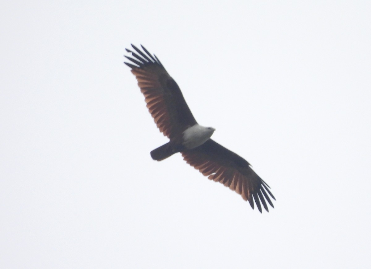 シロガシラトビ - ML647234335