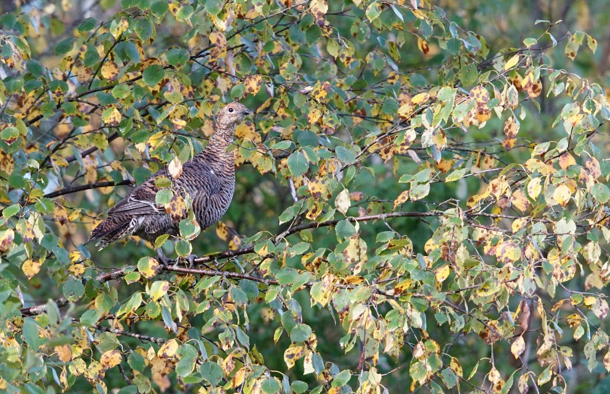 クロライチョウ - ML647234336