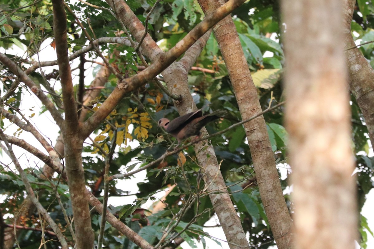 アカメジュズカケバト - ML647234337