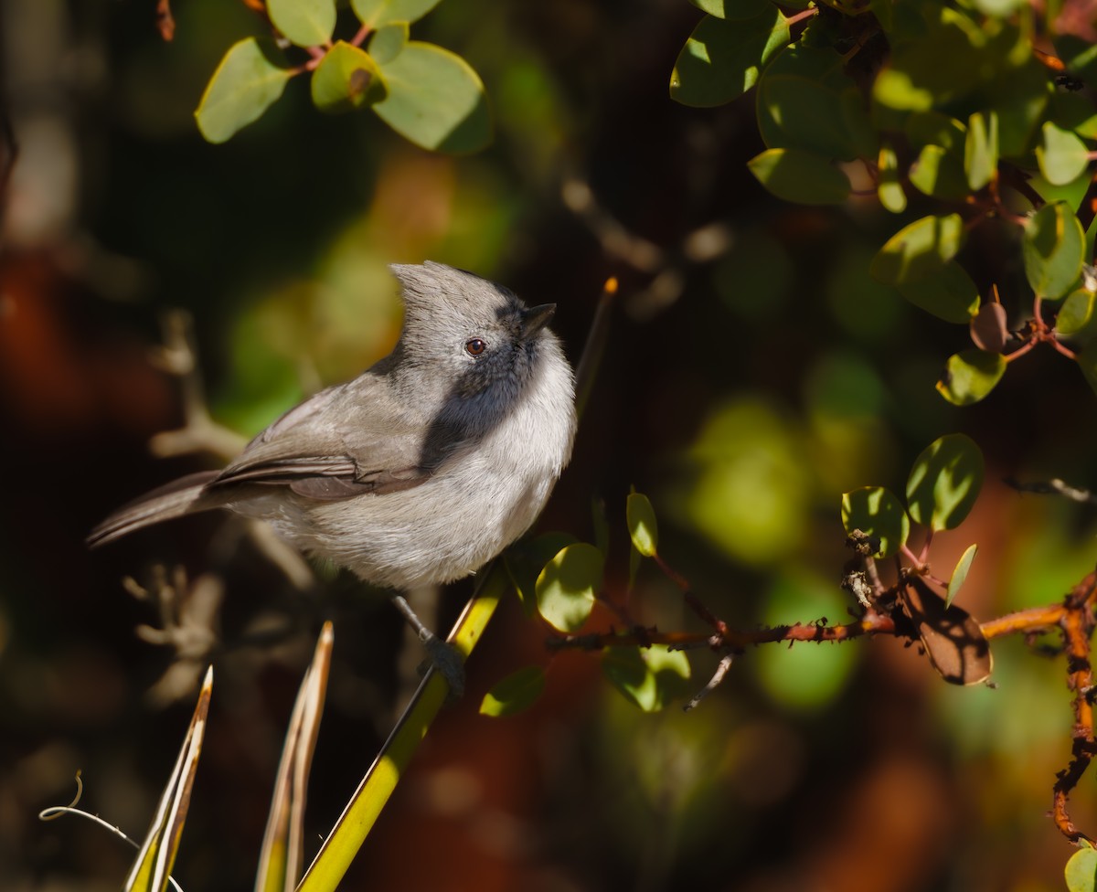 ハイエボシガラ - ML647234338