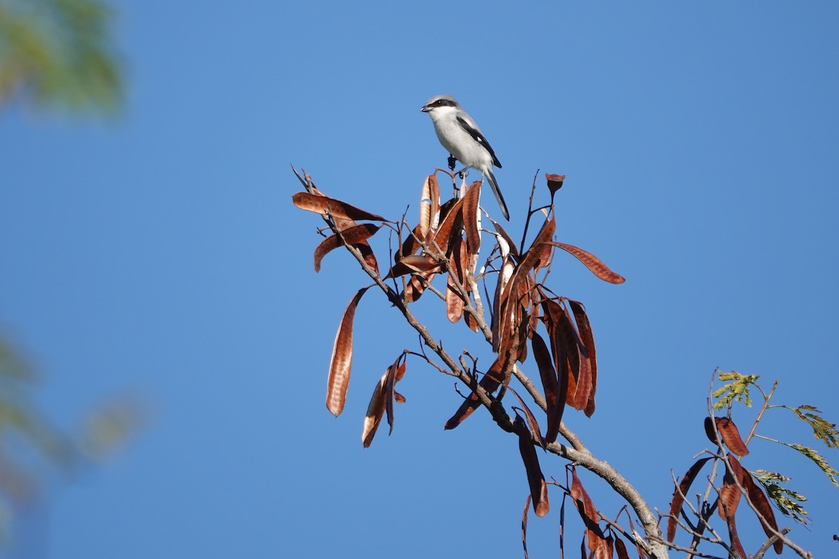 アメリカオオモズ - ML647234339