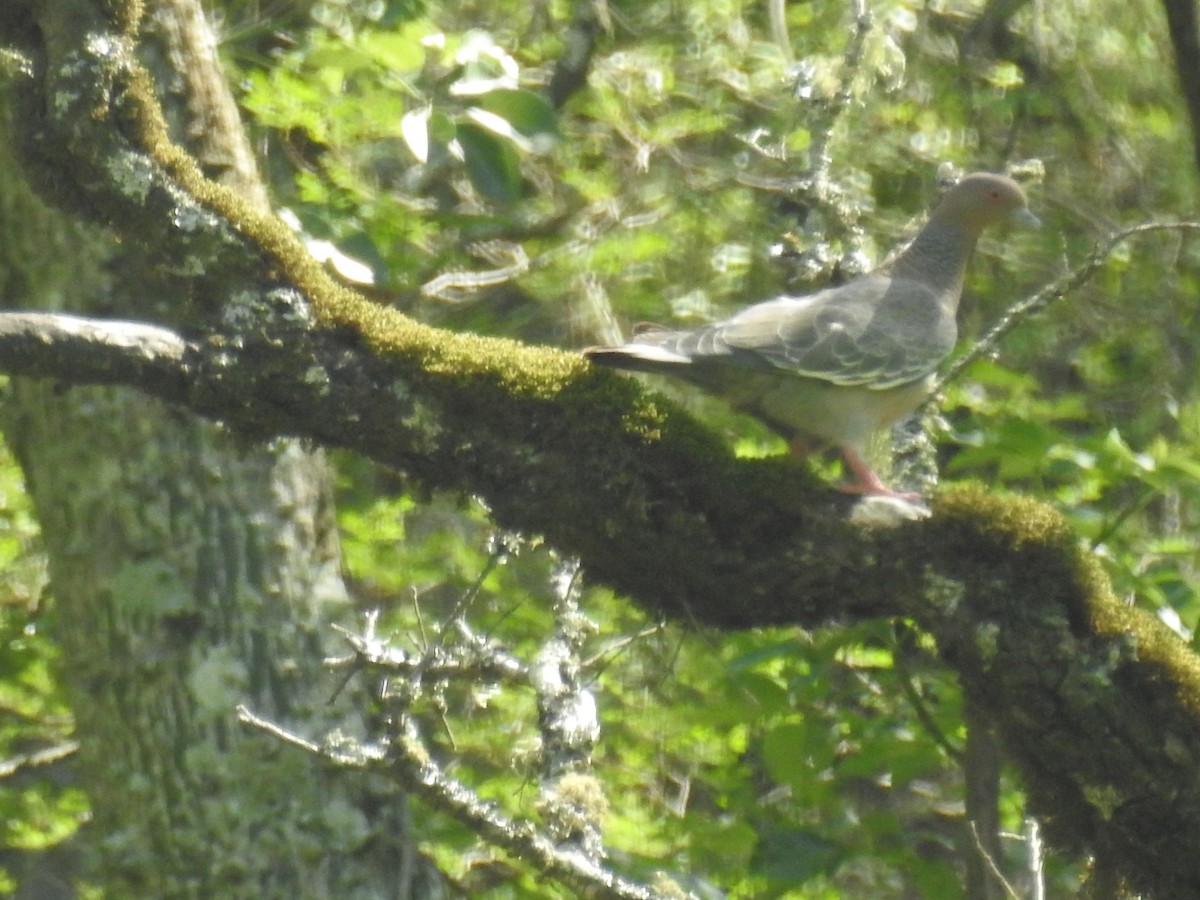 アカメバト - ML647234341