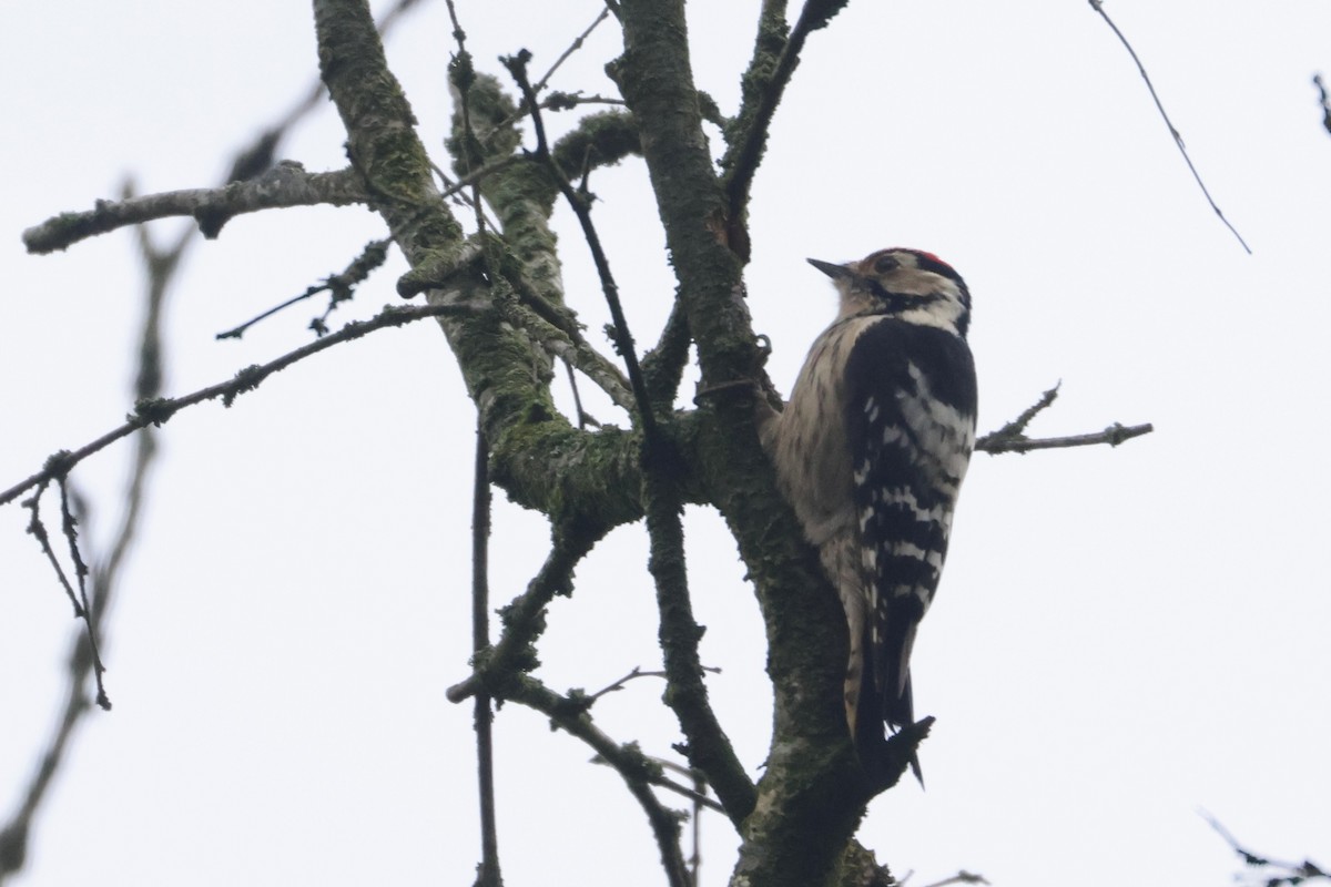 Lesser Spotted Woodpecker - ML647234353