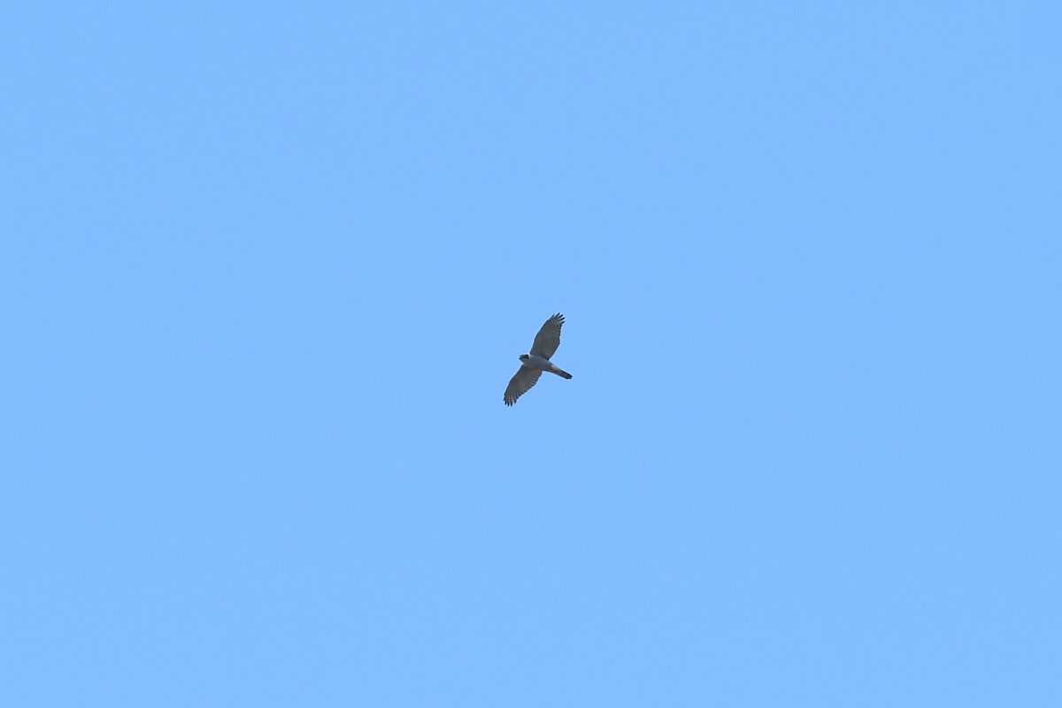 Тетеревятник - ML647234364