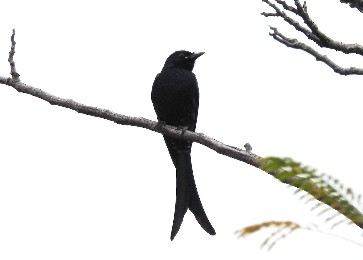 Black Drongo - ML647234367