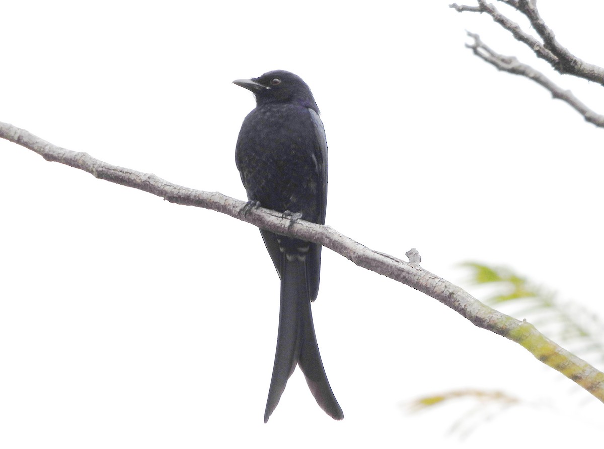 Black Drongo - ML647234369