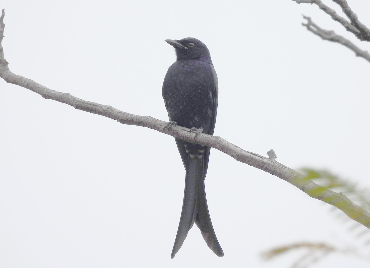 Black Drongo - ML647234370