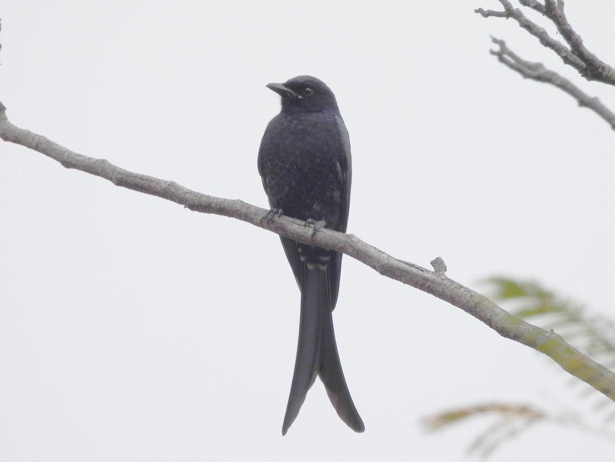 Black Drongo - ML647234371