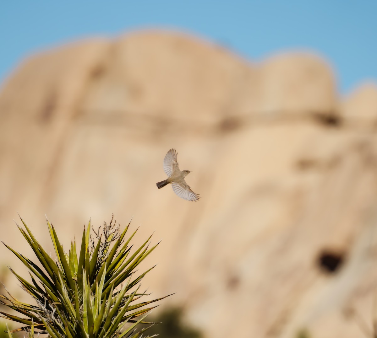 Say's Phoebe - ML647234372