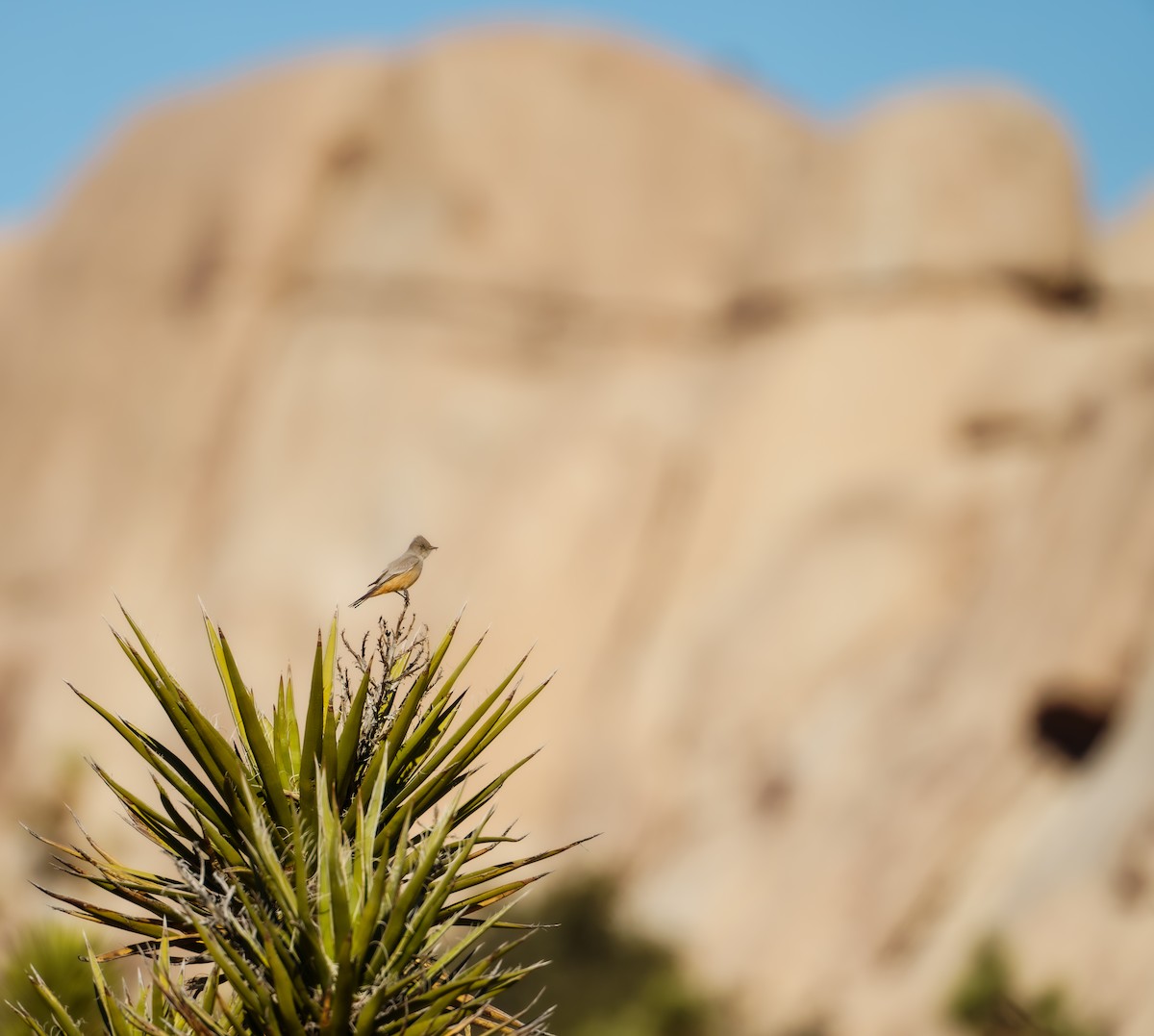 Say's Phoebe - ML647234373