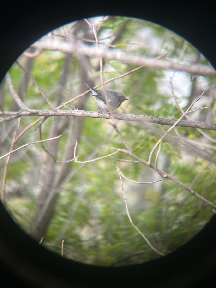 Black-throated Blue Warbler - ML647234386