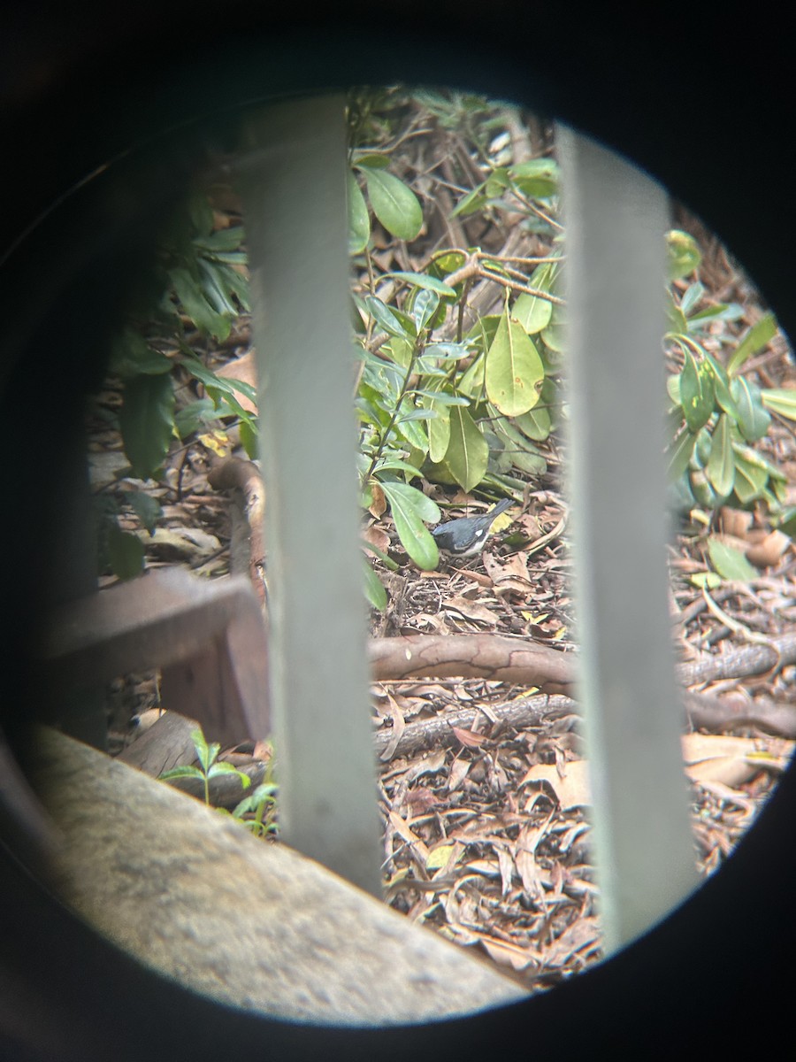 Black-throated Blue Warbler - ML647234387