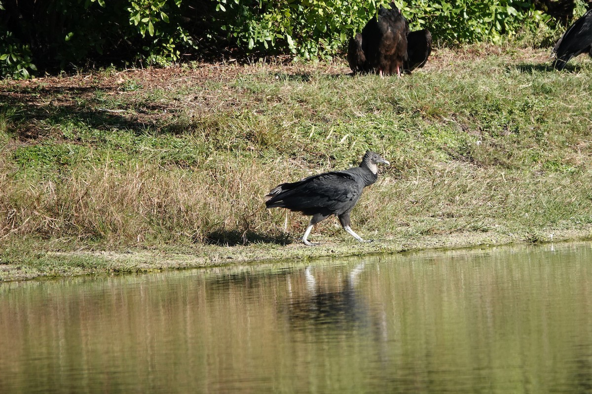 Black Vulture - ML647234388